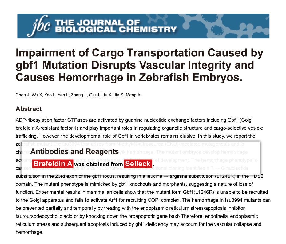 Trametinib was purchased from Selleck Chemicals