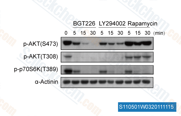 different signal-inhibitory profile by applying 120 nmol/L BGT226, 20 μmol/L LY294002, or 100 nmol/L rapamycin in FaDu cells.