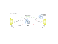 solid-phase peptide synthesis