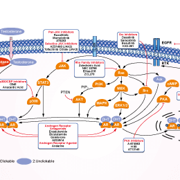 5-alpha Reductase Signaling Pathways