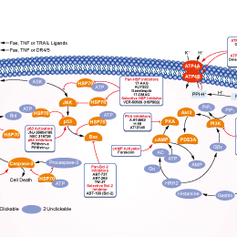 ATPase Signaling Pathways