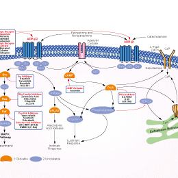 Adrenergic Receptor Signaling Pathways