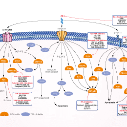 Beta Amyloid Signaling Pathways