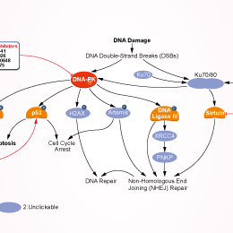 DNA-PK Signaling Pathways