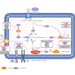 Dehydrogenase Signaling Pathways