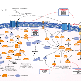 Endothelin Receptor Signaling Pathways