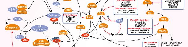 Androgen Receptor Signaling Pathways