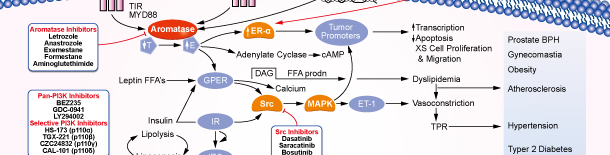 Aromatase Signaling Pathways