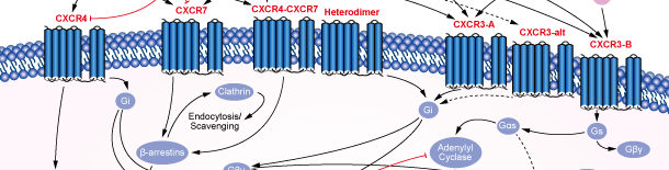 CXCR Signaling Pathways