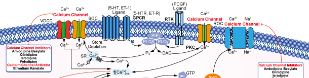Calcium Channel Signaling Pathways