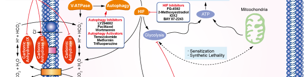 Carbonic Anhydrase Signaling Pathways