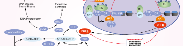 DHFR Signaling Pathways