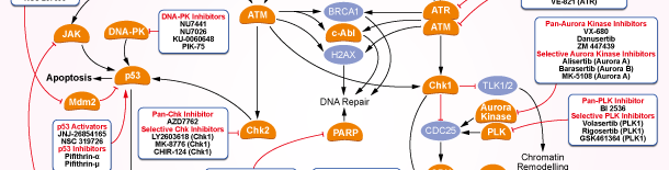 DNA/RNA Synthesis Signaling Pathways
