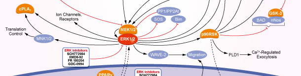 ERK Signaling Pathways