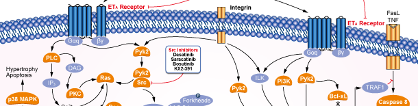 Endothelin Receptor Signaling Pathways