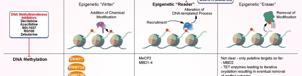 Epigenetic Reader Domain Signaling Pathways
