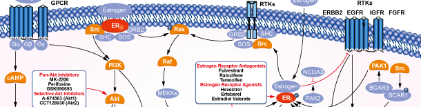 Estrogen/progestogen Receptor Signaling Pathways