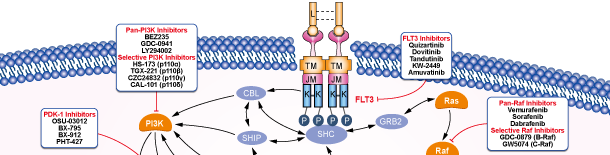 FLT3 Signaling Pathways