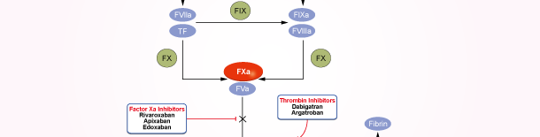 Factor Xa Signaling Pathways