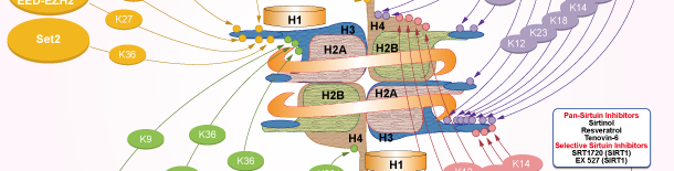 Histone Acetyltransferase Signaling Pathways