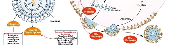 HIV Protease Signaling Pathways