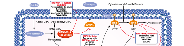 HMG-CoA Reductase Signaling Pathways