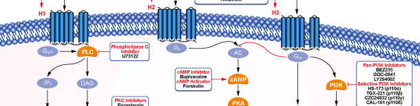 Histamine Receptor Signaling Pathways