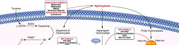 Hydroxylase Signaling Pathways