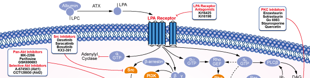 LPA Receptor Signaling Pathways