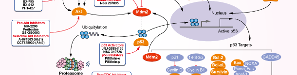 MDM2/MDMX Signaling Pathways