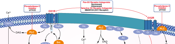 OX Receptor Signaling Pathways