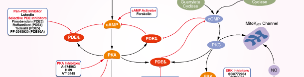 PDE Signaling Pathways