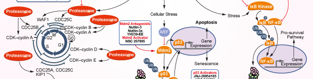 Proteasome Signaling Pathways