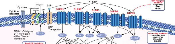 S1P Receptor Signaling Pathways