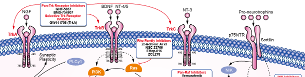 Trk receptor Signaling Pathways