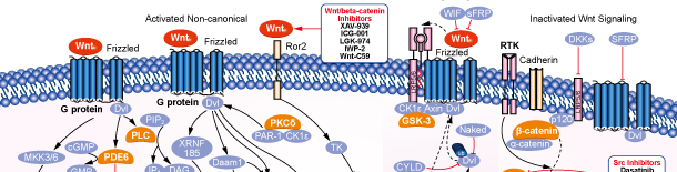 Wnt/beta-catenin Signaling Pathways