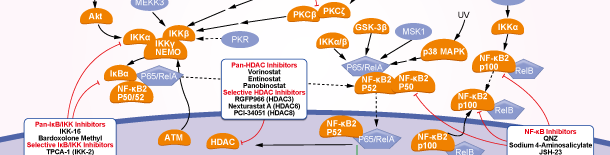 NF-κB Signaling Pathways