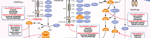 PDGFR Signaling Pathways