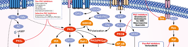 PKC Signaling Pathways