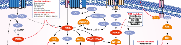 Protein Kinase C PKC Pathway