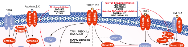 TGF-beta/Smad Signaling Pathways