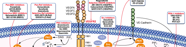 VEGFR Signaling Pathways