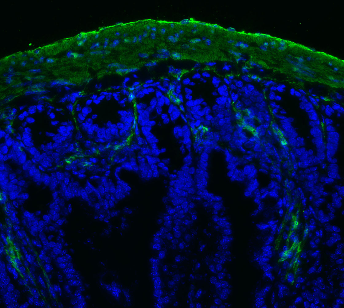 F0017-IF-Mouse-Small-Intestine