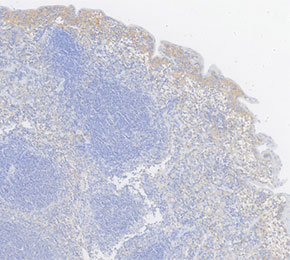 F0040-IHC1