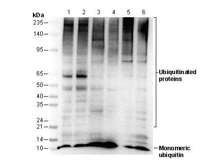 Ubiquitin Antibody [J9C13] WB