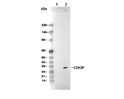 CHOP Antibody [K6F19] WB