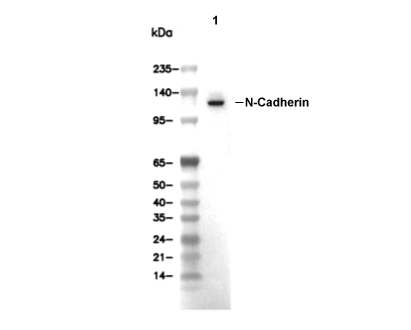 N-Cadherin Antibody [G6B2] WB