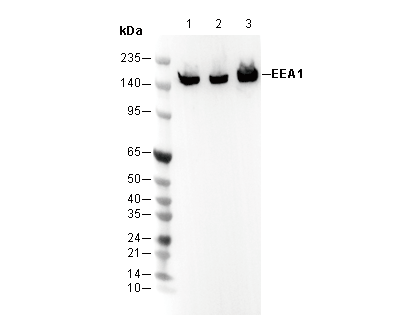F0213-wb