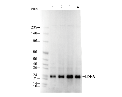 LDHA Antibody [M1G9] WB