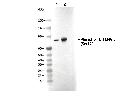 Phospho-TBK1/NAK (Ser172) Antibody [H16A23] WB